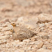 Chestnut-bellied Sandgrouse