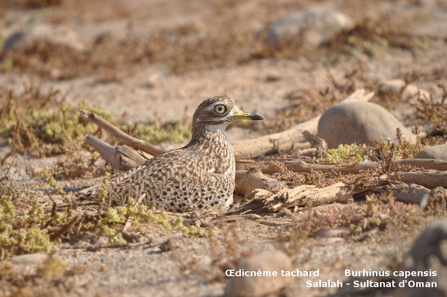 Spotted Thick-kneeadult