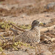 Spotted Thick-knee