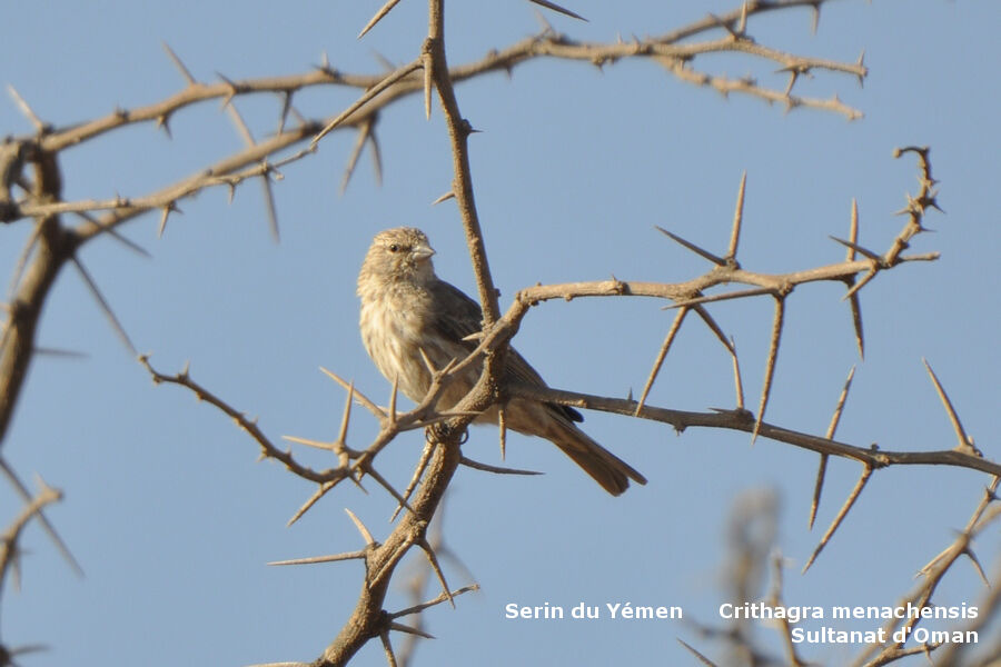 Serin du Yémen