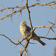 Serin du Yémen