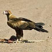 Wedge-tailed Eagle