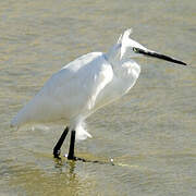 Little Egret