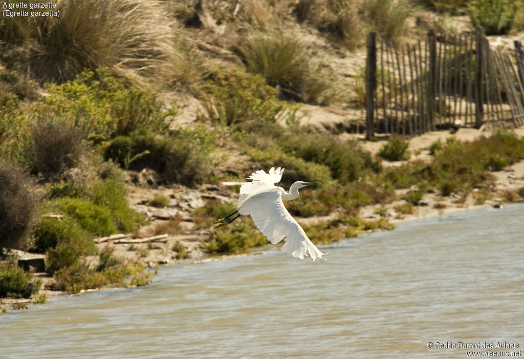 Little Egret