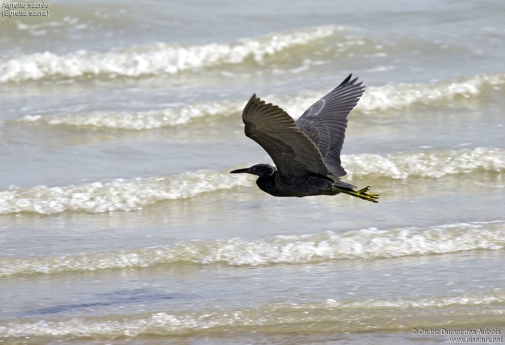 Pacific Reef Heron