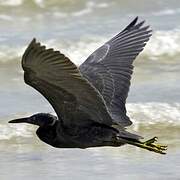 Pacific Reef Heron