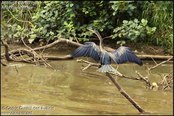 Anhinga d'Amérique