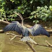 Anhinga