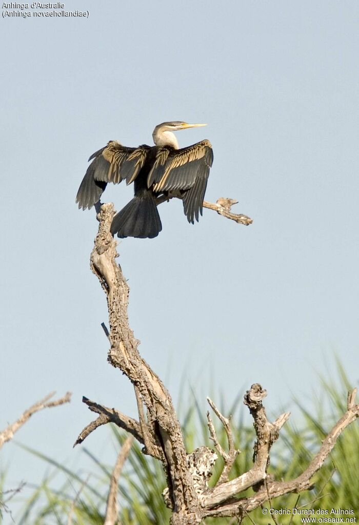 Anhinga d'Australie