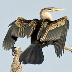 Anhinga d'Australie