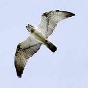 Western Osprey