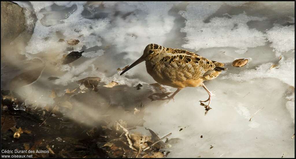 Bécasse d'Amériqueadulte, identification