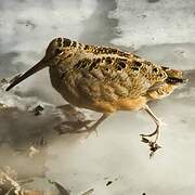 American Woodcock