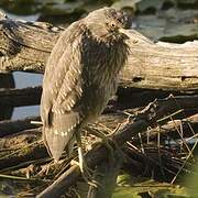 Black-crowned Night Heron