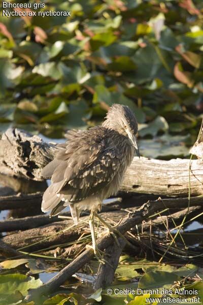 Black-crowned Night Heron