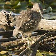 Black-crowned Night Heron