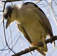 Black-crowned Night Heron