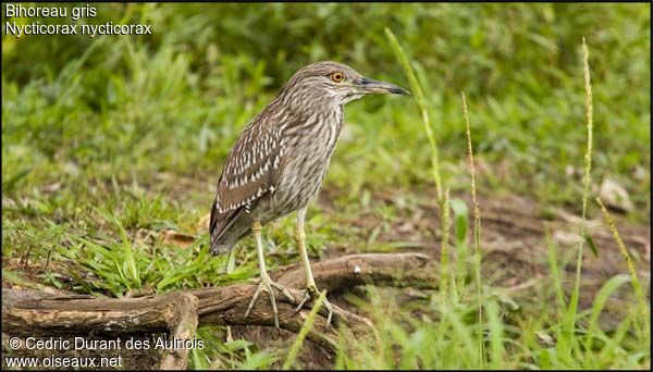 Black-crowned Night Heronjuvenile