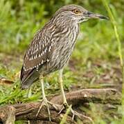 Black-crowned Night Heron