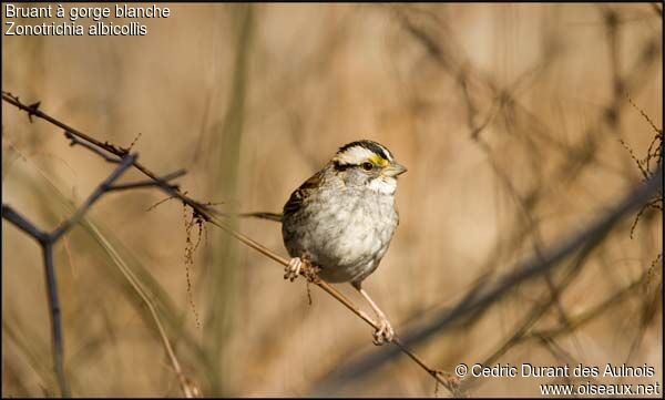 White-throated Sparrow