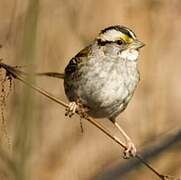 White-throated Sparrow