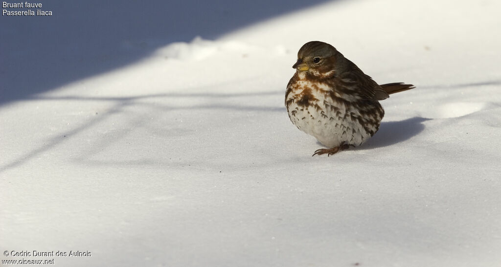 Red Fox Sparrow, identification