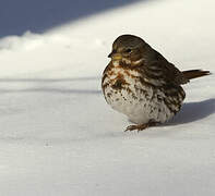 Red Fox Sparrow