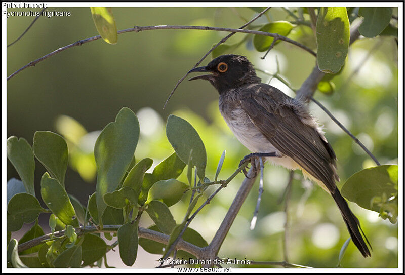 Bulbul brunoir