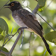 African Red-eyed Bulbul