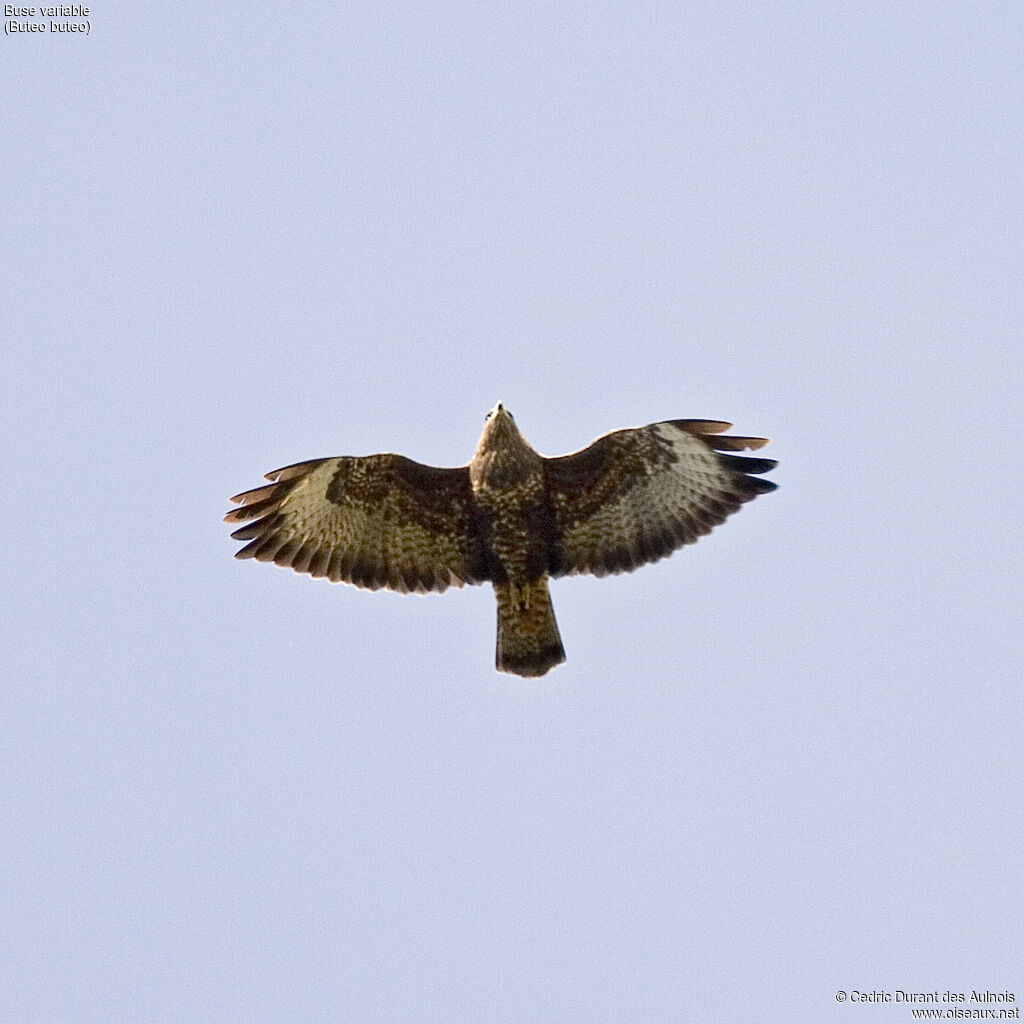 Buse variable