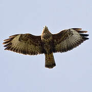 Common Buzzard