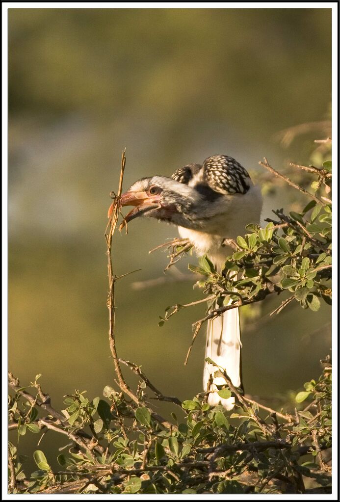 Southern Red-billed Hornbill