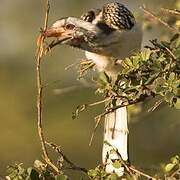 Southern Red-billed Hornbill