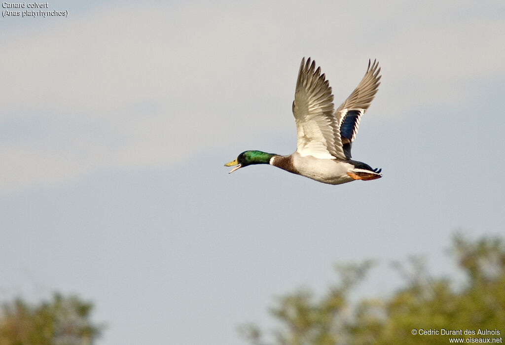 Canard colvert mâle