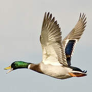 Mallard