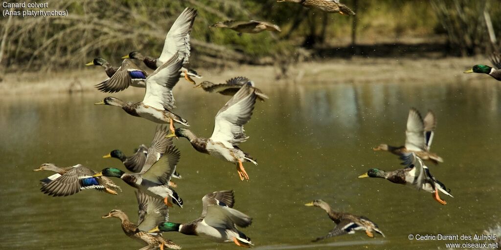 Canard colvert