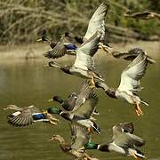 Canard colvert