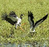 Magpie Goose