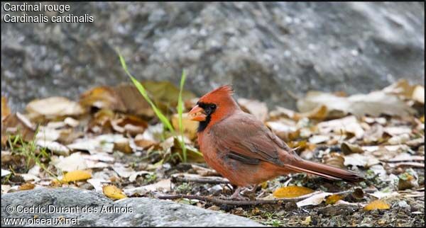 Cardinal rouge