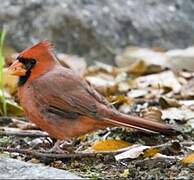 Cardinal rouge