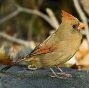 Cardinal rouge