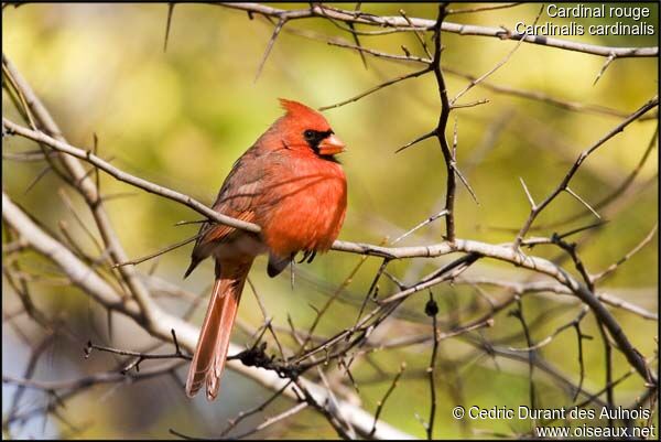 Cardinal rouge