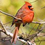 Cardinal rouge