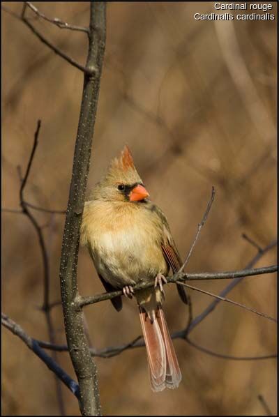 Northern Cardinal