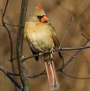 Cardinal rouge