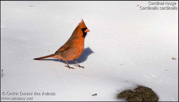 Cardinal rouge