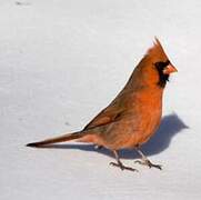 Cardinal rouge