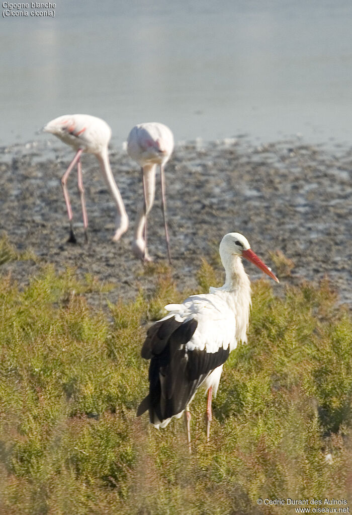 Cigogne blanche