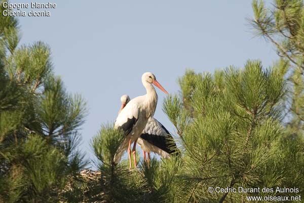 White Stork