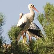 Cigogne blanche